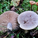 Kako kiseliti seruške kod kuće